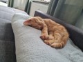 Findus (3)1